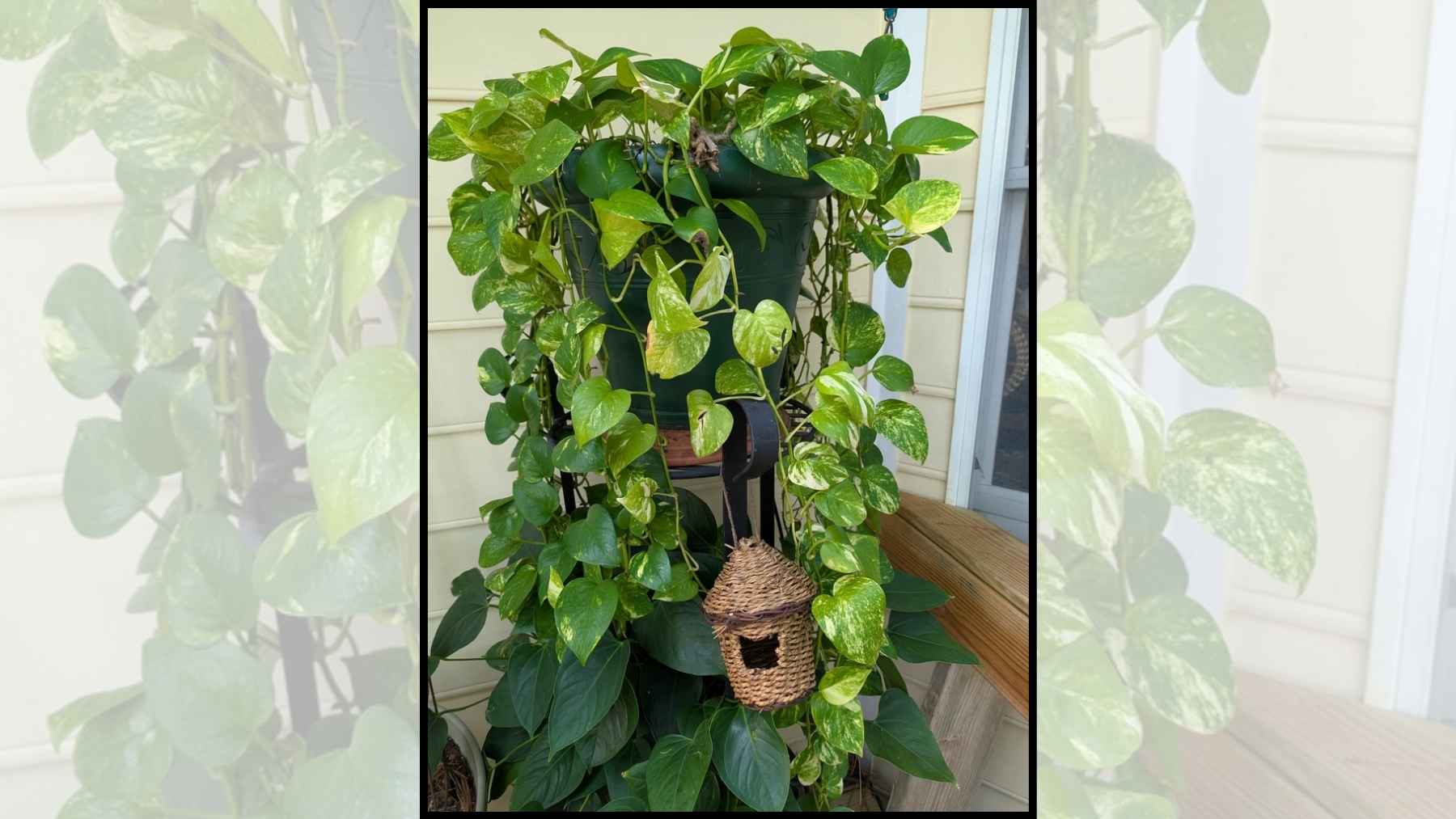 The super plant that survives even when you forget about it