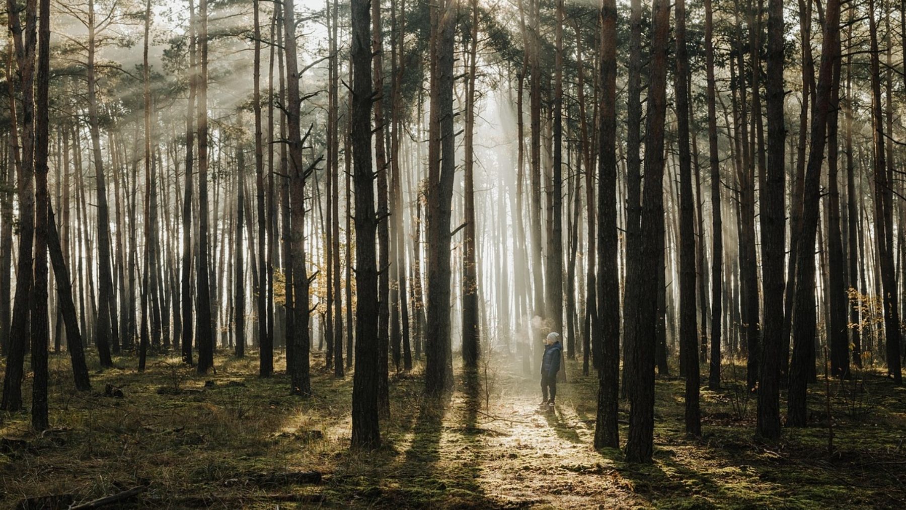 Researchers can't believe what they've discovered: an 8-year-old boy's chance find in the forest changes science forever