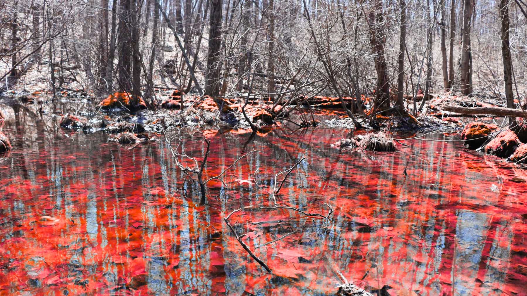 Shallow woodland vernal pool with branches and leaf litter, fish-free water that supports frog eggs in spring