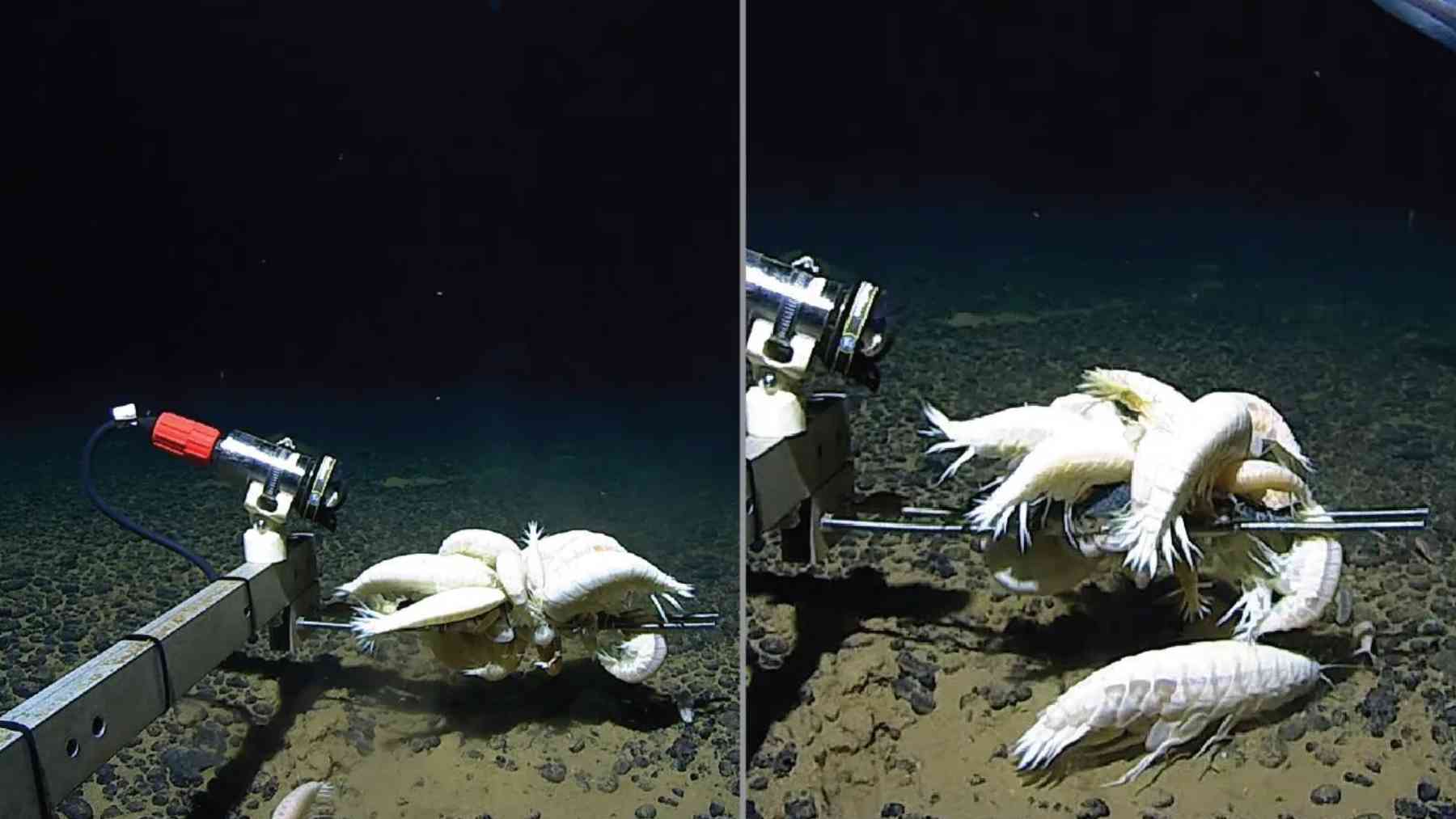 Alicella gigantea supergiant amphipods swarm a baited deep-sea lander on the abyssal seafloor.