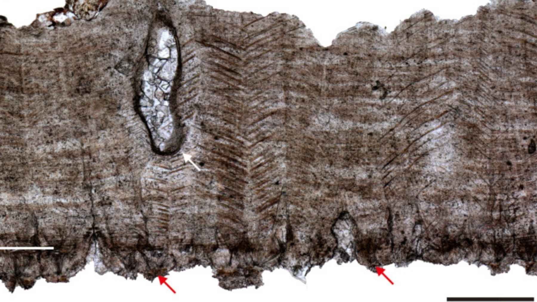 Two spherical dinosaur egg fossils from Anhui, China, cracked open to reveal sparkling calcite crystals inside like a geode.