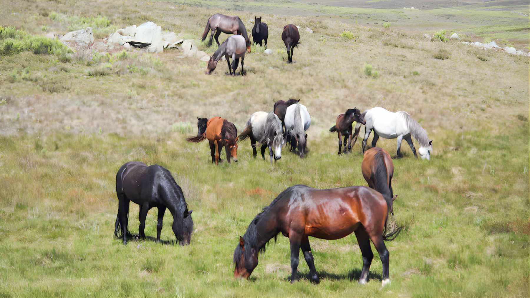 Feral brumby horses grazing in Kosciuszko National Park after population cuts in Australia’s Snowy Mountains