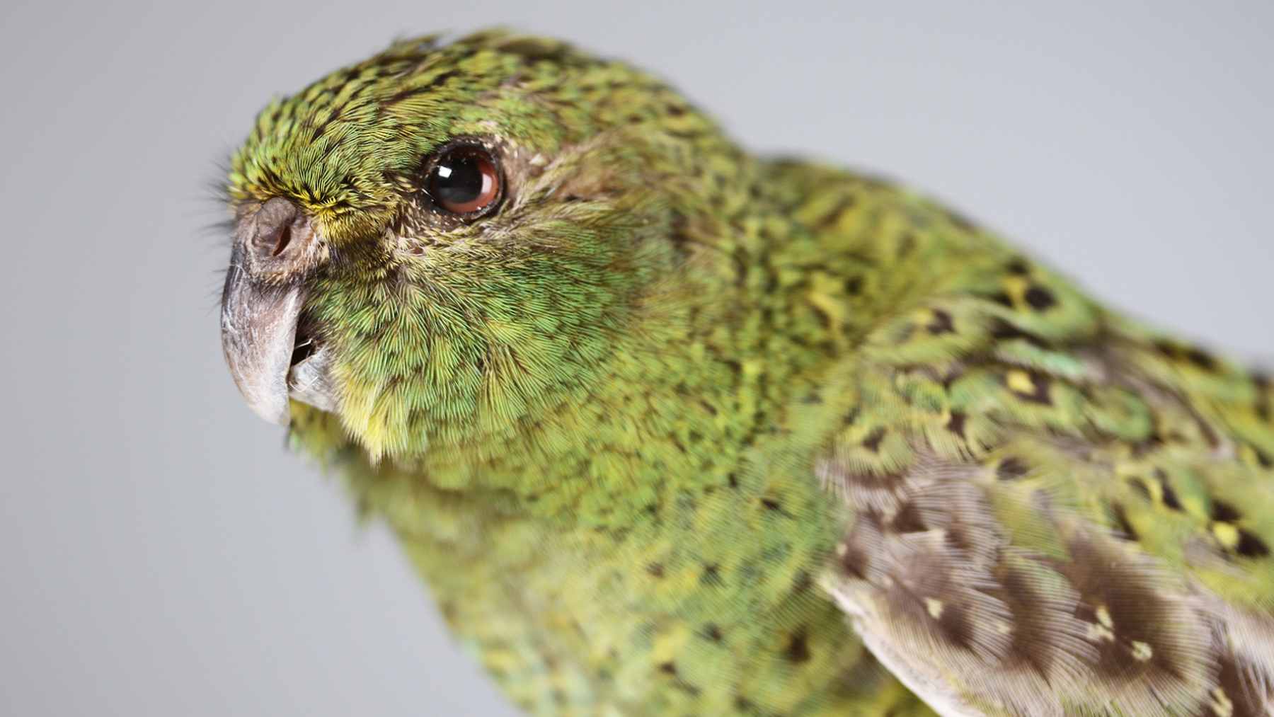 Rare night parrot in Australia detected by acoustic recorders in desert habitat during conservation fieldwork.