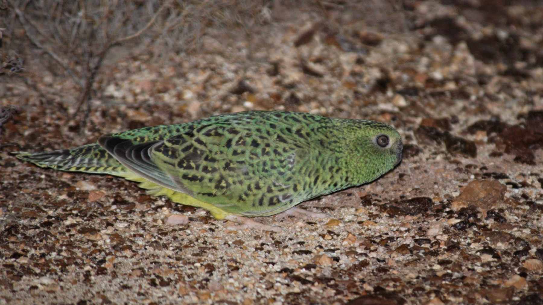 Rare Australian night parrot resting on desert ground after being detected by acoustic recorders during conservation surveys.