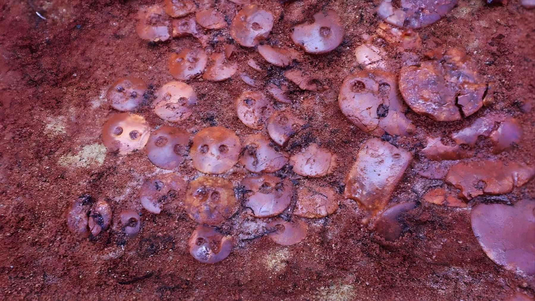 Close-up of Baltic amber ornaments embedded in red ochre fill from a 5,400-year-old grave near Lake Onega, Russia.