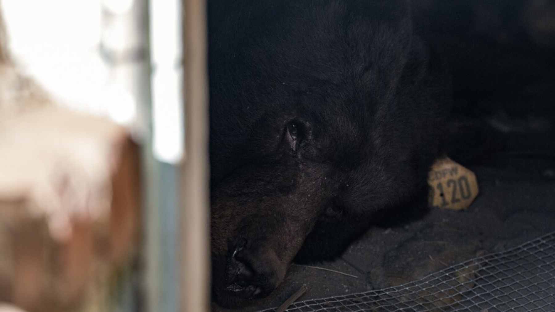 A black bear emerges from the crawl space beneath a home in Altadena after wildlife volunteers carried out a humane eviction.