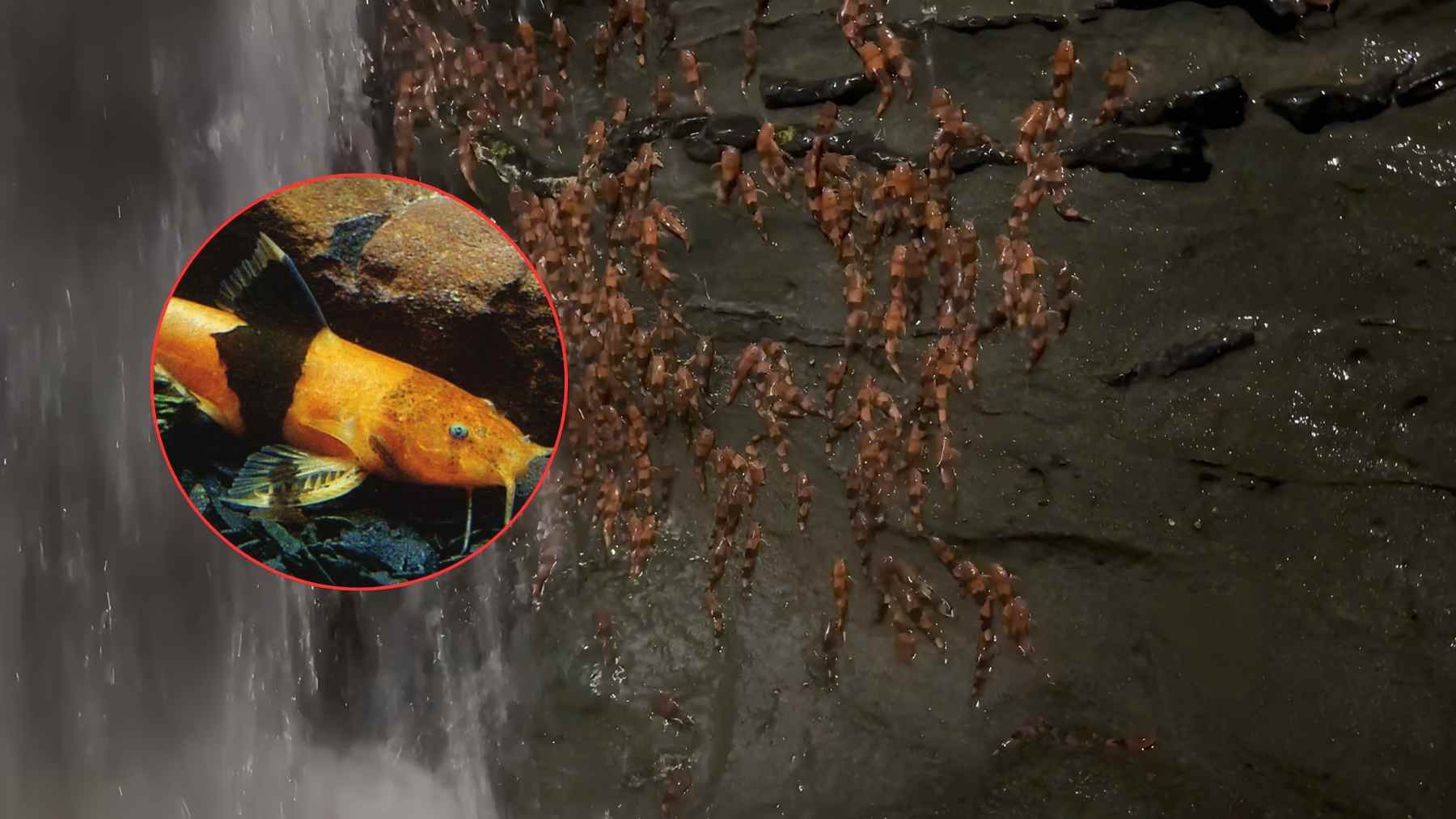 Thousands of small orange-and-black bumblebee catfish cluster and inch up wet rock beside a waterfall in Brazil.