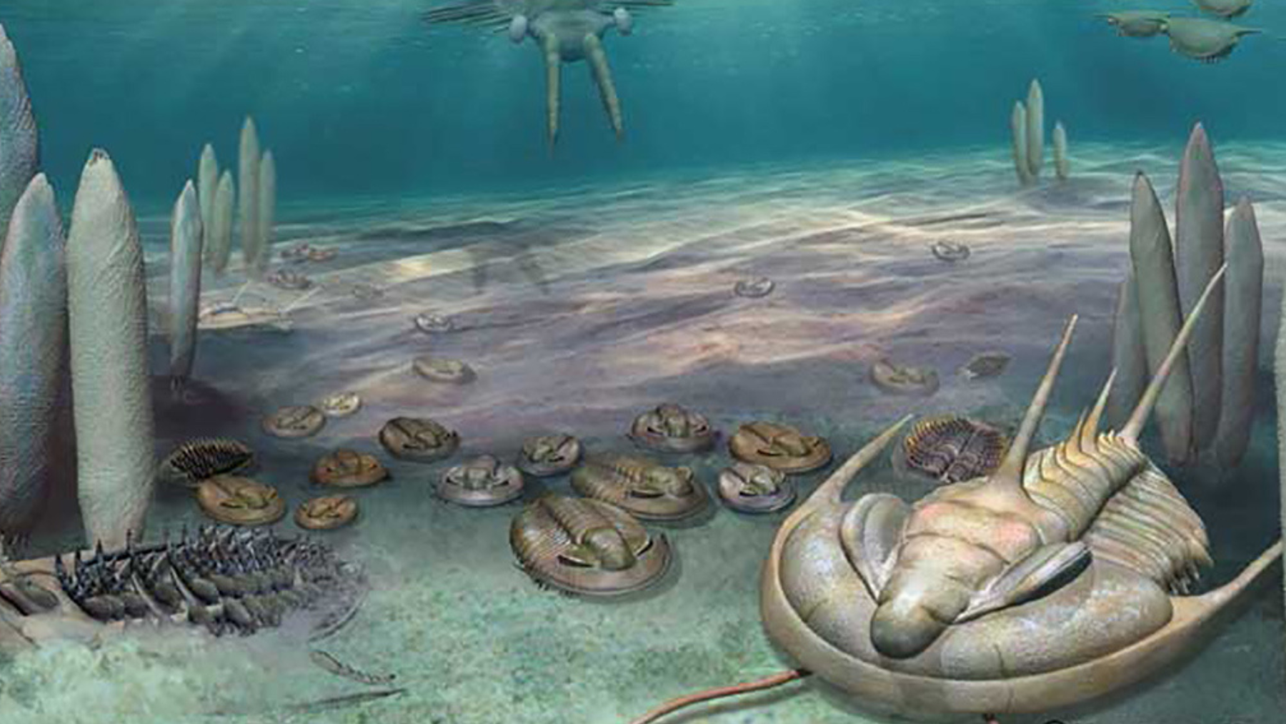 Artist illustration of Cambrian seafloor life, including trilobites and other marine animals, before an ancient ocean die-off.