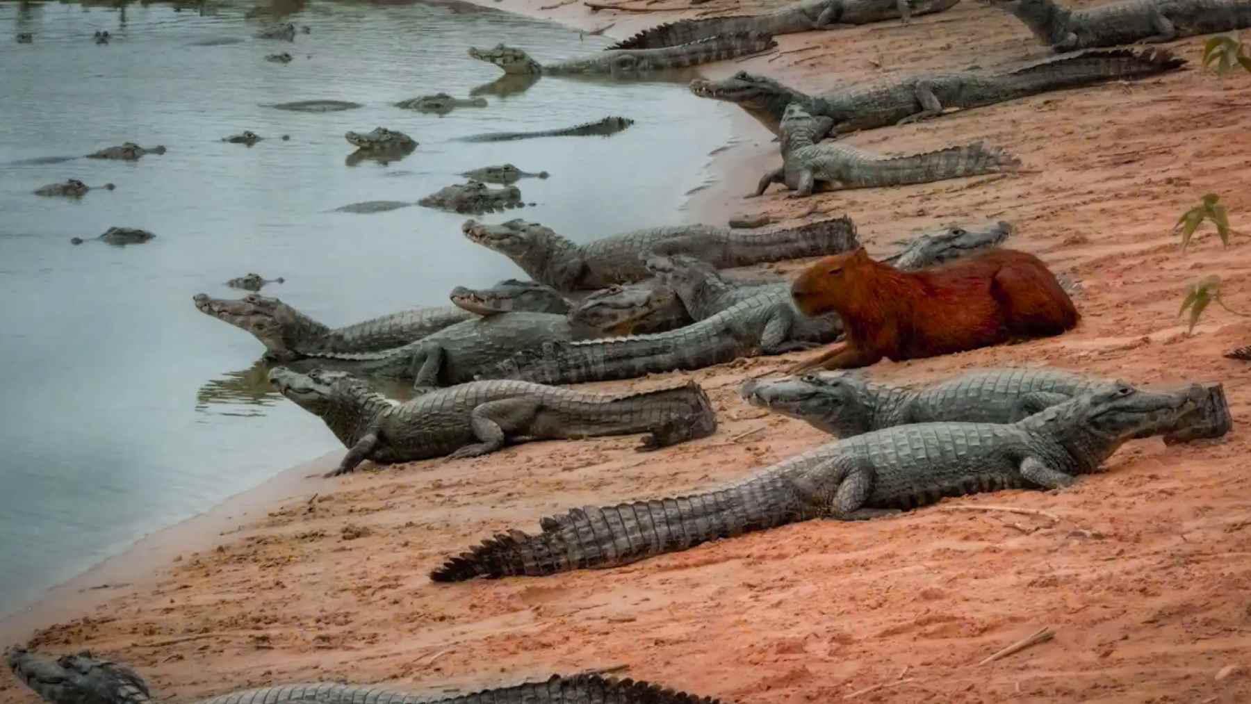Capybara resting among yacare caimans on a Brazilian riverbank, showing an unusual calm between predator and prey.