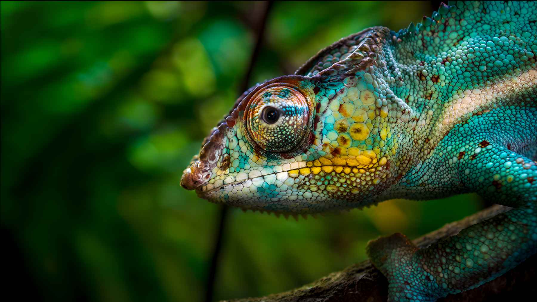 Close-up of a chameleon showing its turret-like eye, a trait explained by newly identified coiled optic nerves inside the skull.