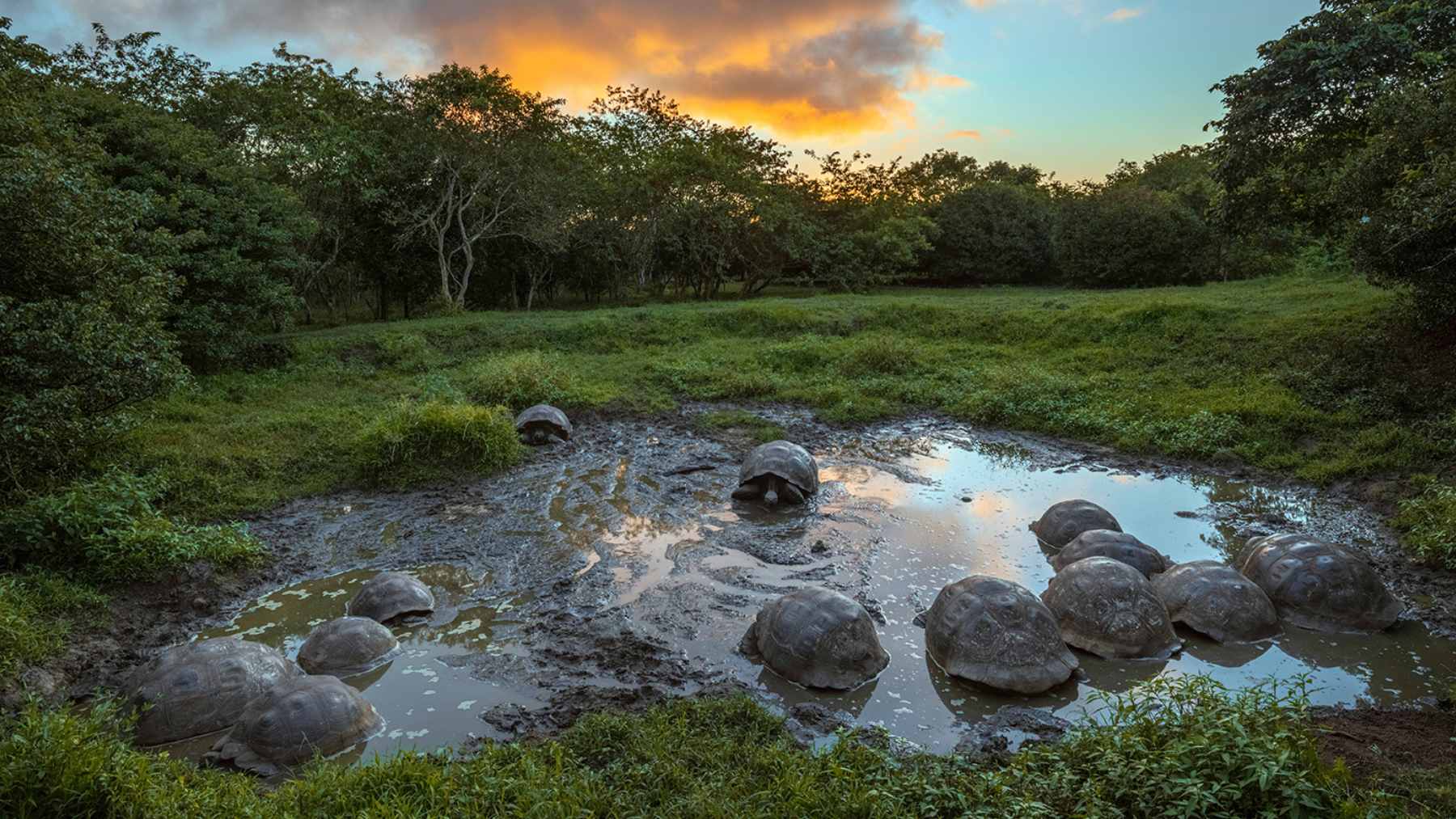 A group of giant tortoises wallowing in a muddy pool on a grassy island plain during sunset.