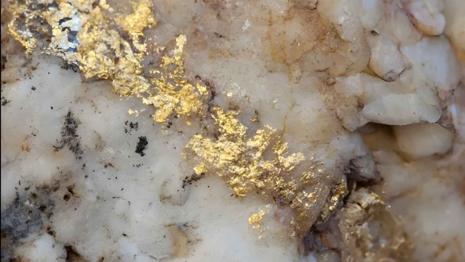 Close-up of native gold flakes embedded in white quartz rock, showing how gold can concentrate into ore veins.