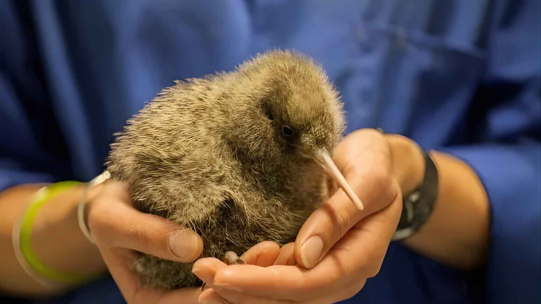Great spotted kiwi roroa chick held gently in hands as conservation groups brace for a beech mast that could boost rats and stoats.