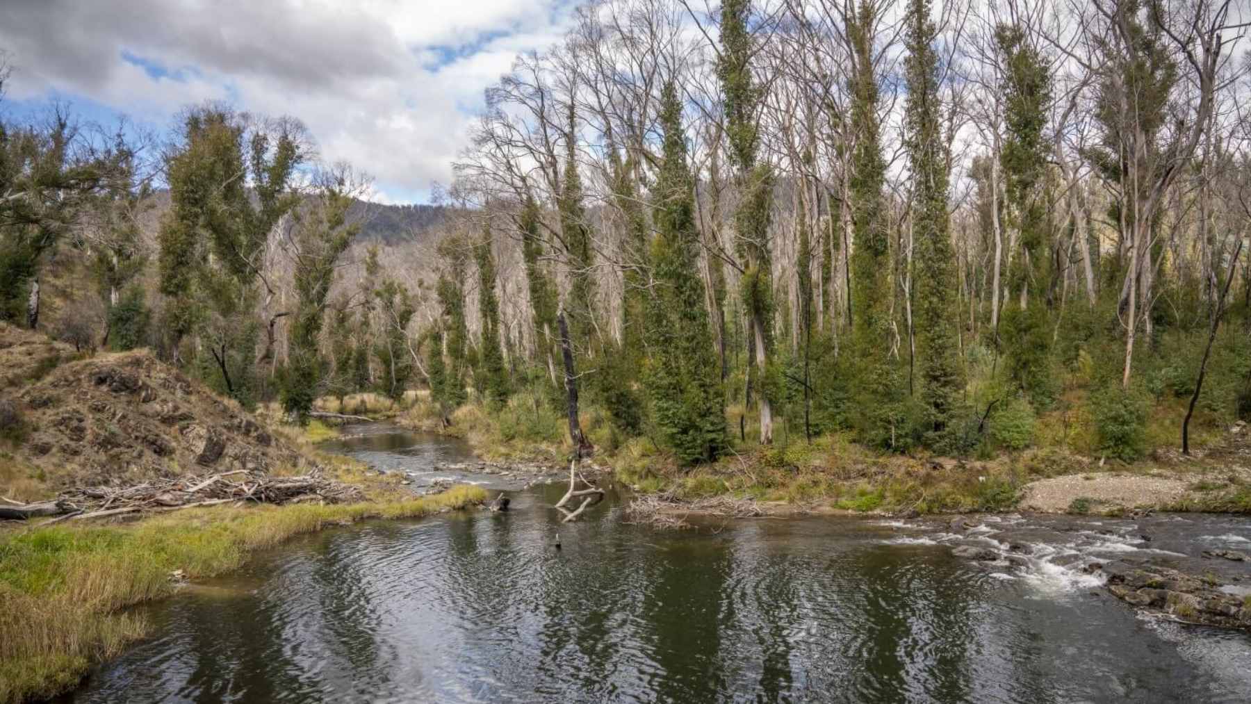 Australia did the unthinkable in Kosciuszko: in just 12 months, it reduced the number of wild horses from 17,000 to 3,000... and the park is already changing color (literally) 1 Stream and riparian vegetation in Kosciuszko National Park showing recovery after feral horse population reductions
