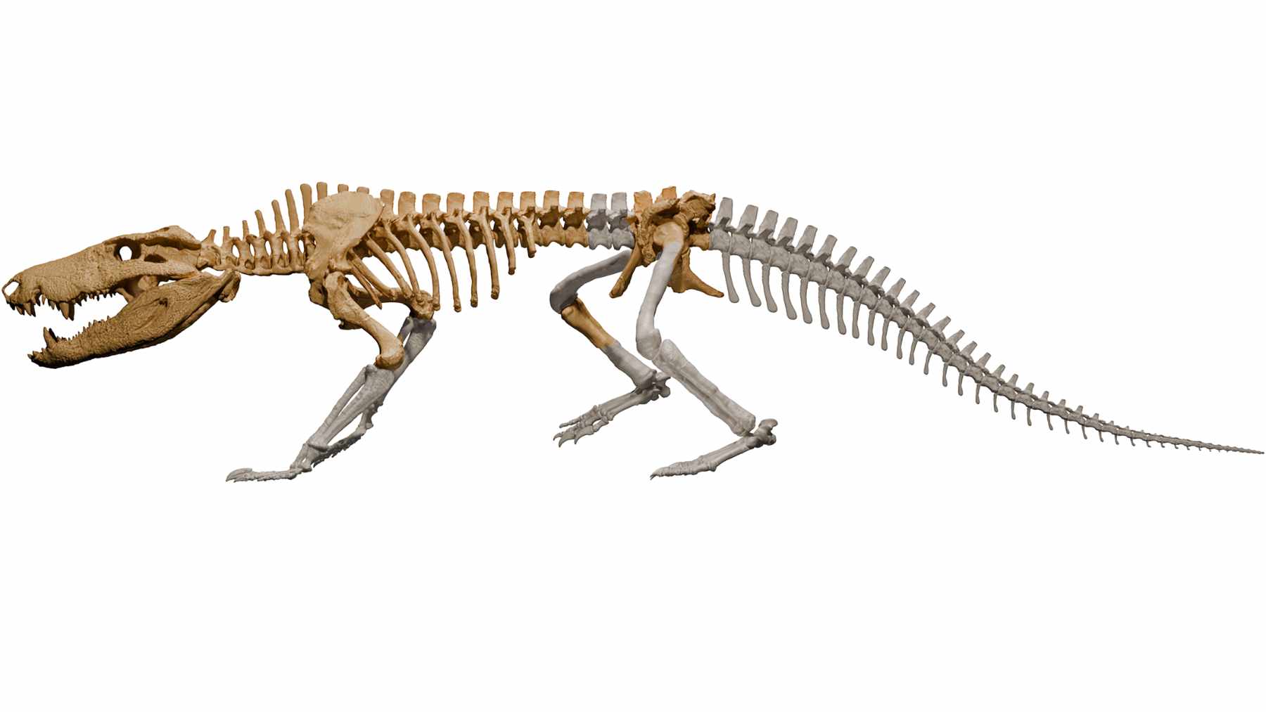 A team was excavating in Patagonia when they saw dark fragments inside a closed rock, and now they are talking about a predator that no one had put on the map 1 Skeletal reconstruction of Kostensuchus atrox, a large extinct crocodile relative from Patagonia, with preserved bones highlighted