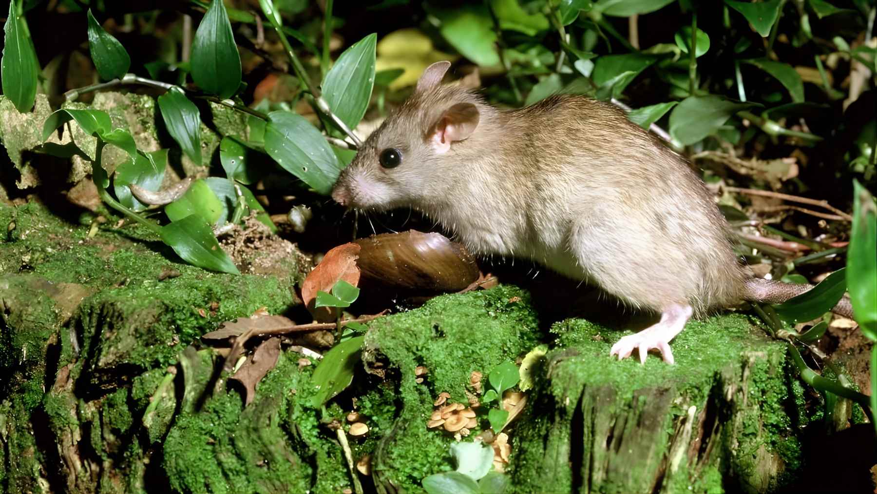 Ship rat on a mossy log in New Zealand forest habitat, one of the invasive predators targeted by Predator Free 2050.