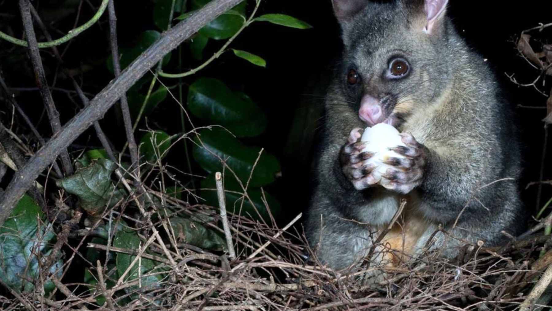 New Zealand wants to do what almost no one else dares to do: eradicate rats, mustelids, possums, and now feral cats from the ENTIRE country by 2050 1 Brushtail possum eating an egg in a nest at night, an invasive predator targeted by New Zealand’s Predator Free 2050 plan.