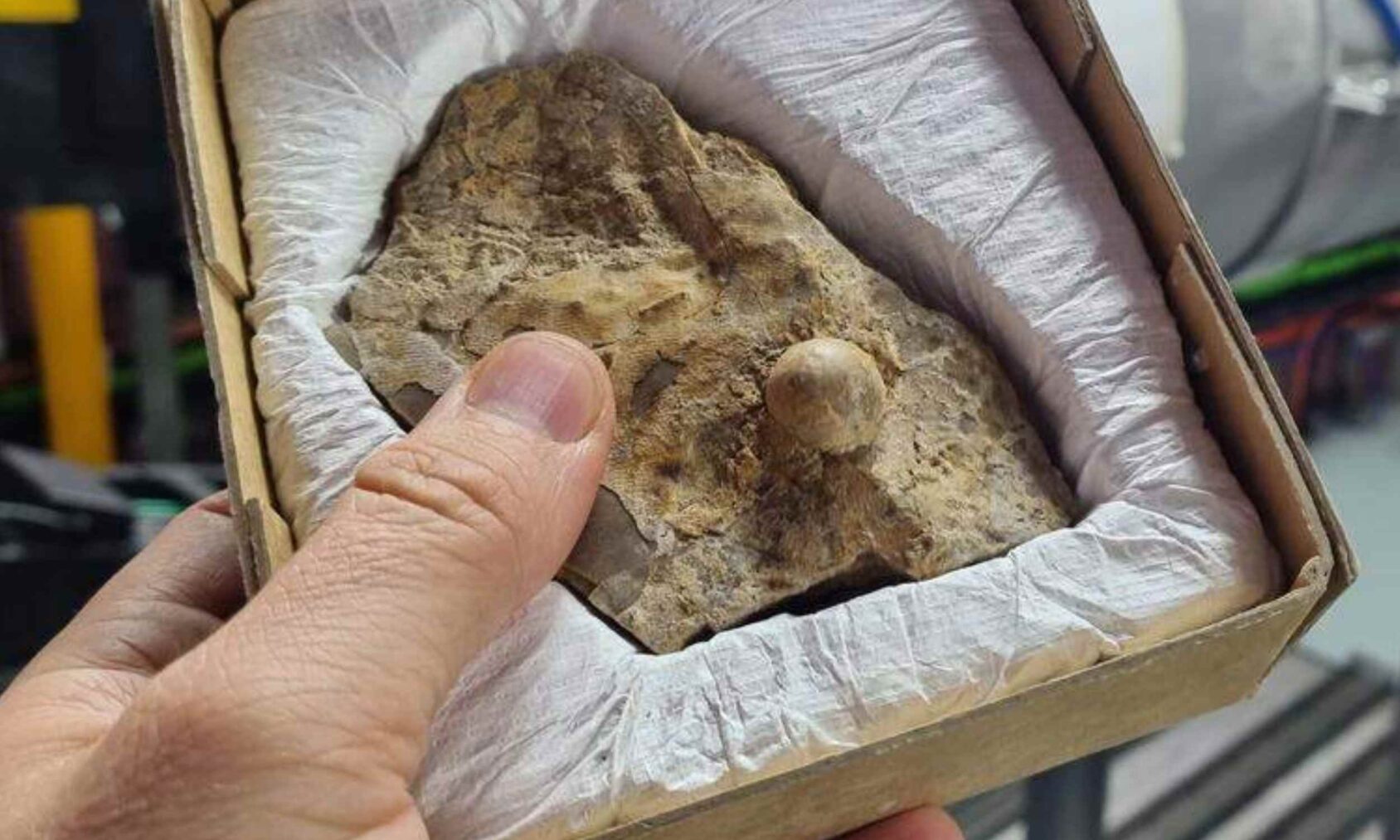 A 100-million-year-old fossil pearl found in outback Queensland is rewriting a small piece of Australia’s ancient sea story