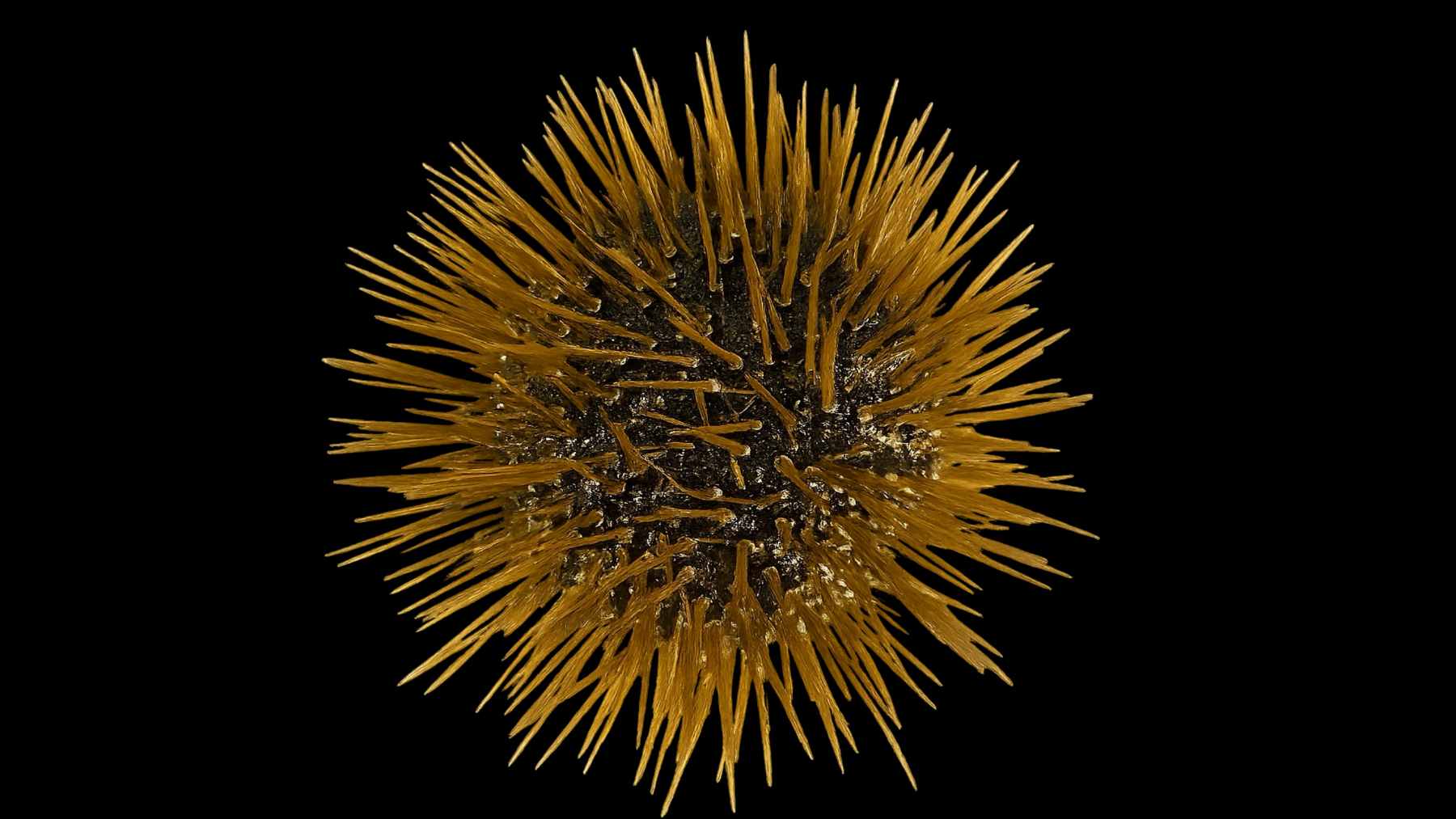 Close-up macro image of a purple sea urchin with long golden-brown spines radiating from its round body against a black background.