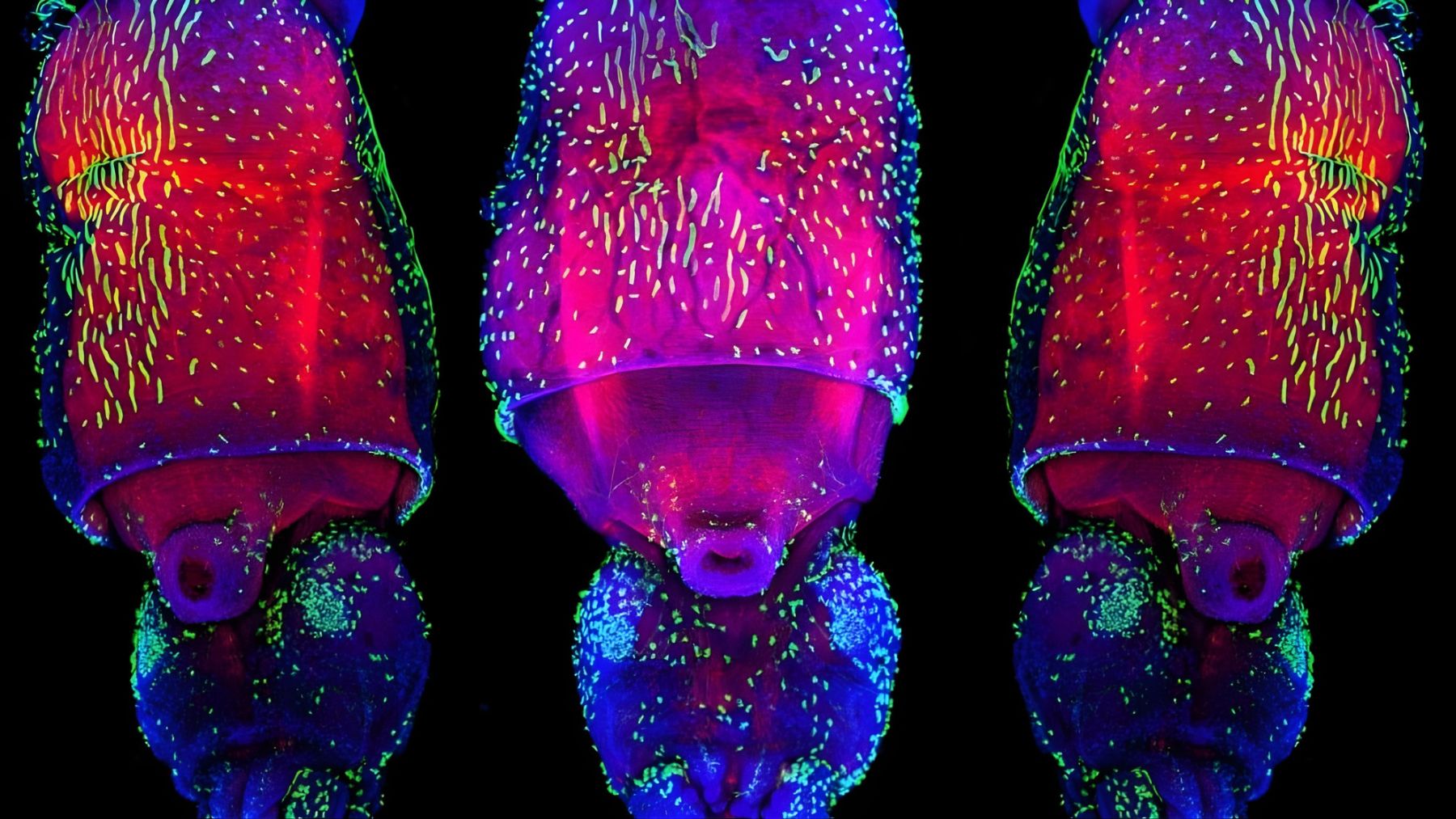 Fluorescent microscope image of longfin inshore squid embryos, used to track how nerve cells form during nervous system development.