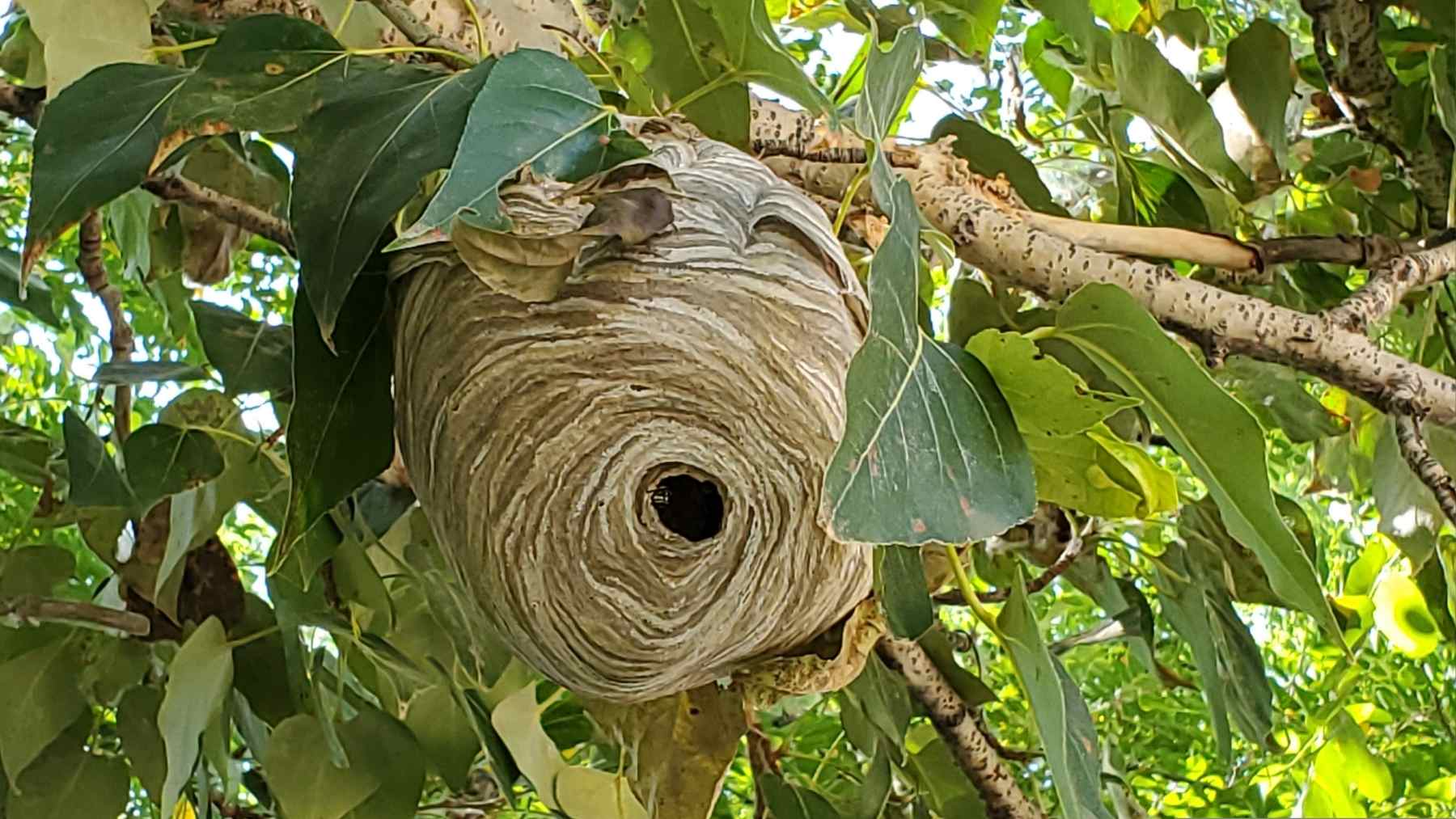 Large papery wasp nest with a round entrance hanging in a leafy tree.