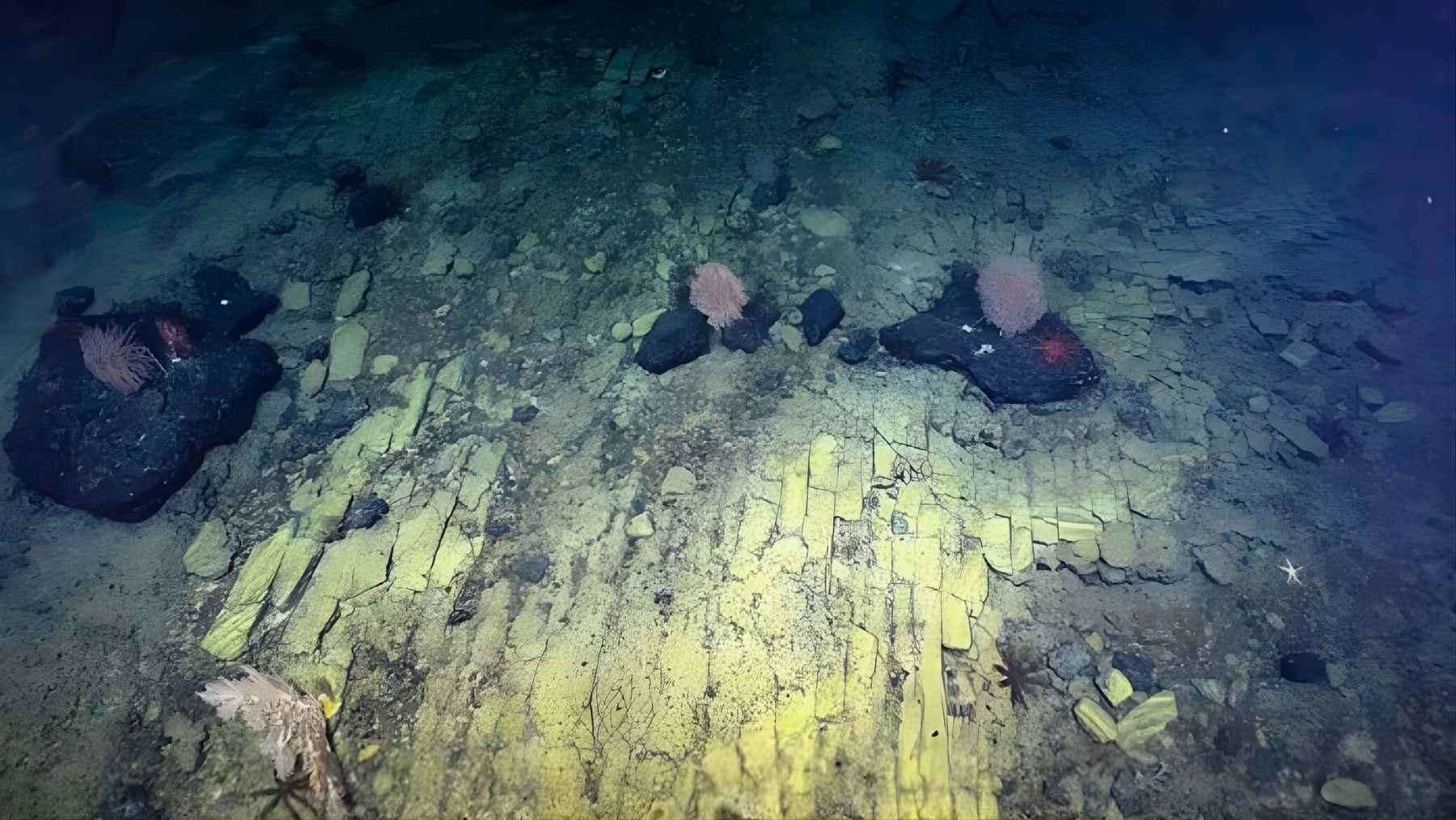 Deep-sea “yellow brick road” pattern of fractured volcanic rock on the seafloor, with small sea life visible around the cracked slabs.