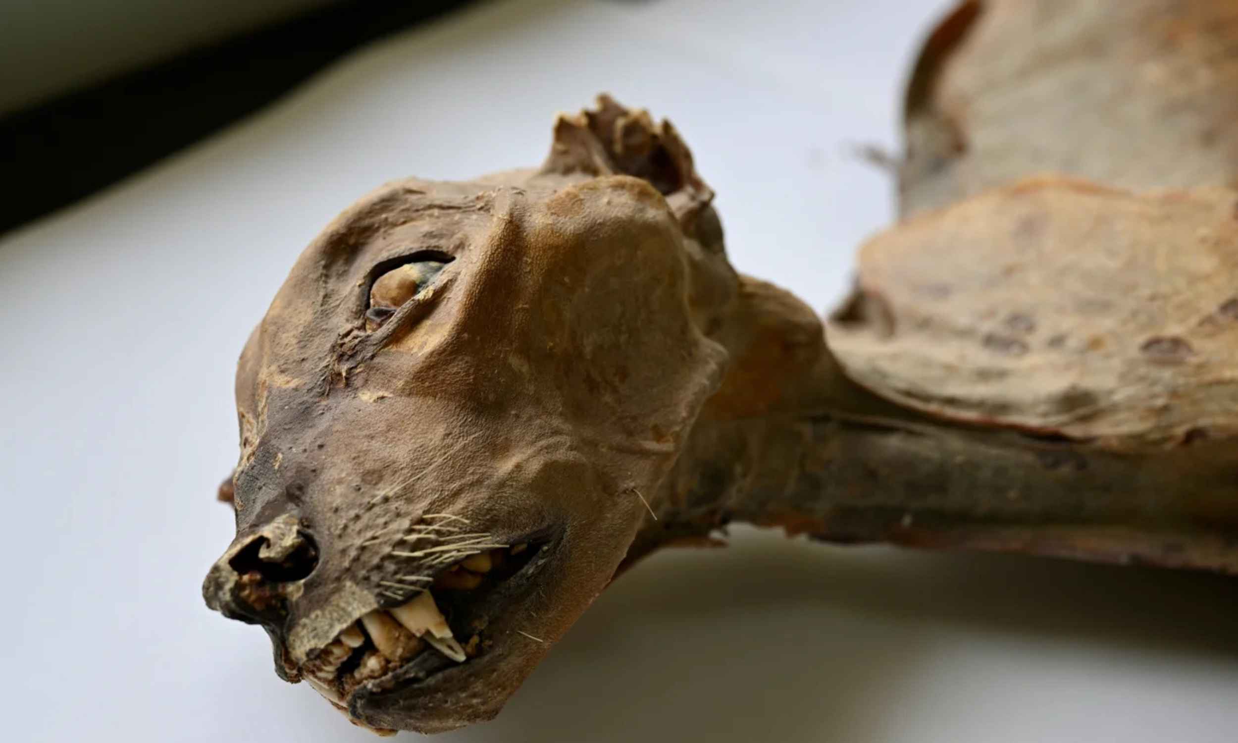 Naturally mummified cheetah preserved inside a dry cave in northern Saudi Arabia