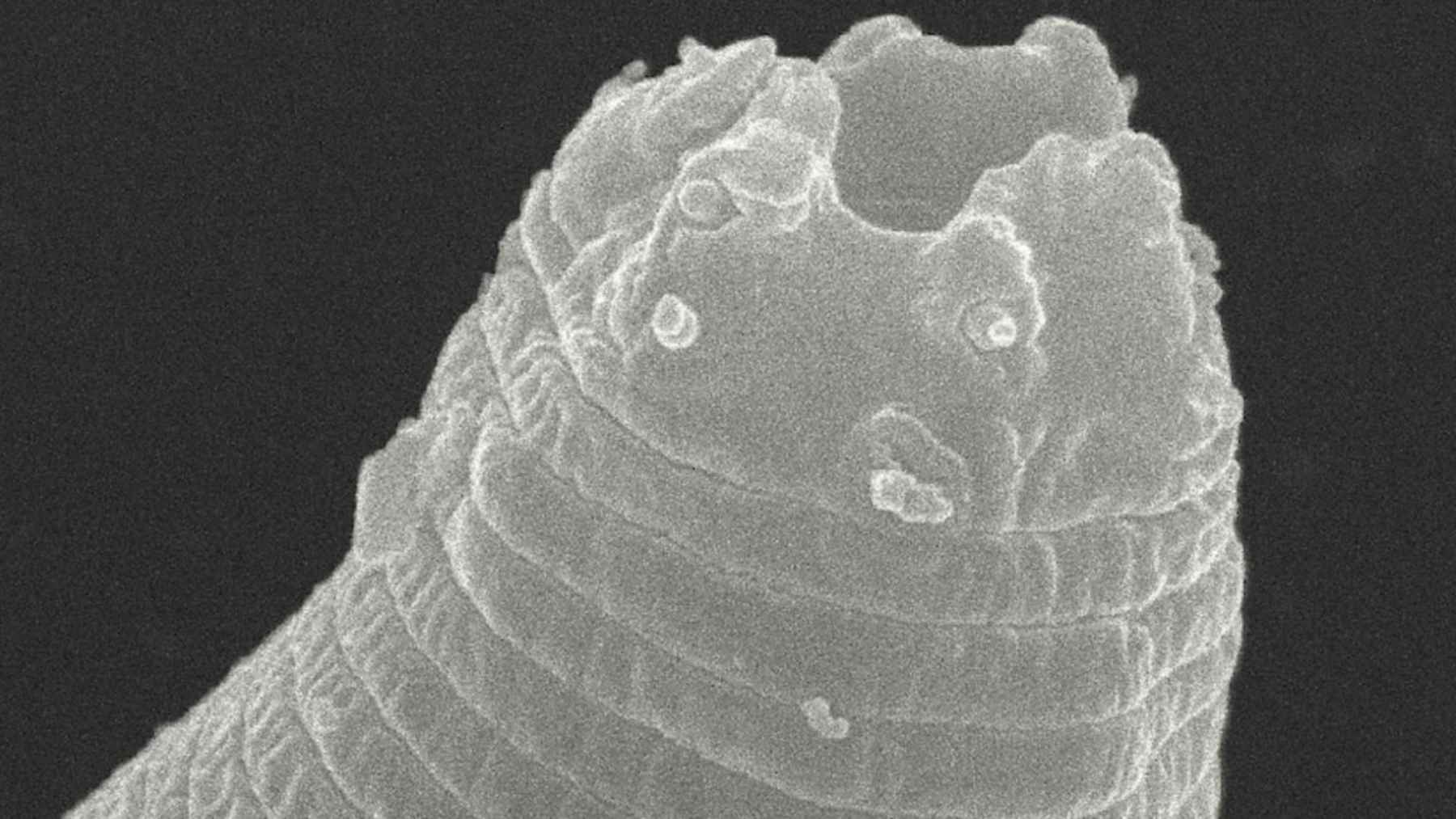 Microscopic image of Panagrolaimus kolymaensis, a 46,000 year old worm revived from Siberian permafrost.
