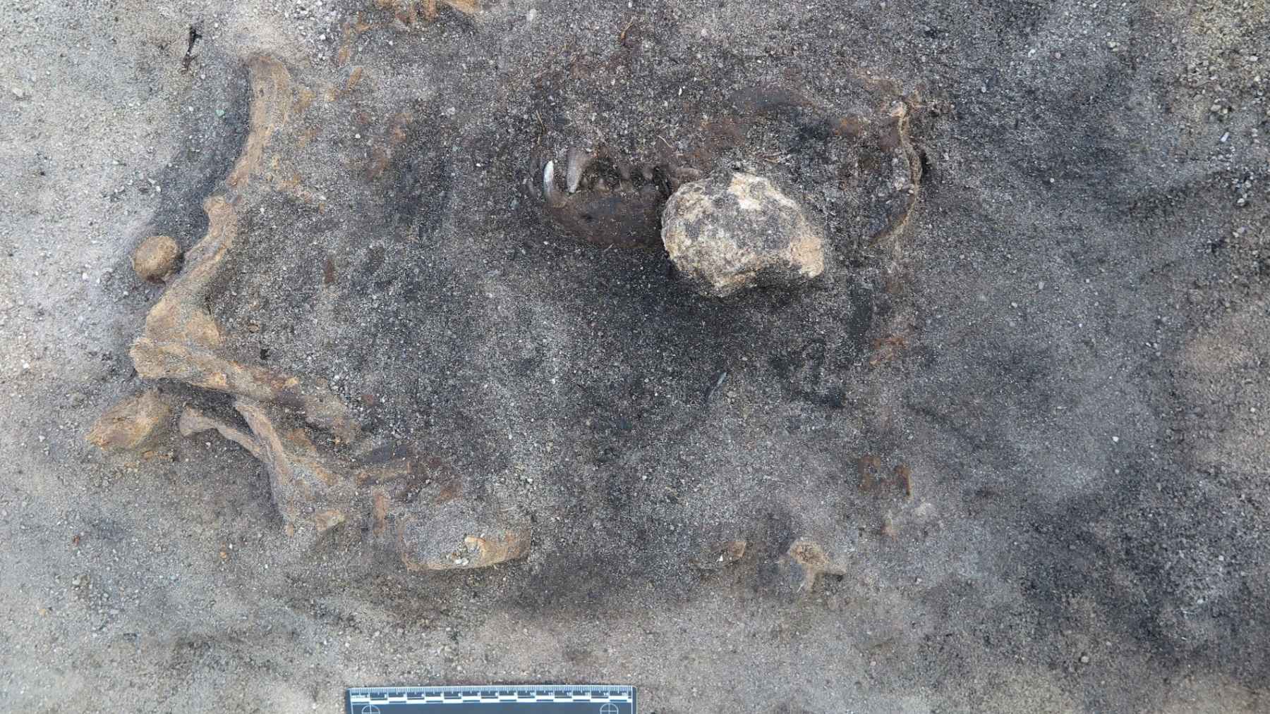 Excavated 5,000-year-old dog skeleton in Logsjömossen, Sweden, buried with a polished bone dagger in an ancient lakebed