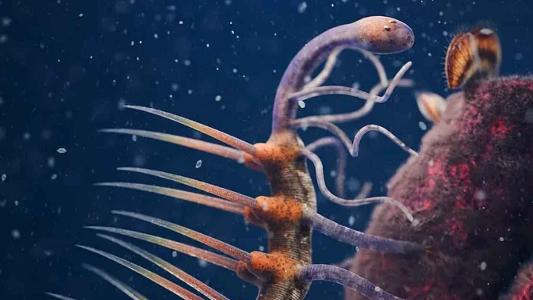 Reconstruction of a 508-million-year-old Cambrian sea worm with long spines and tentacles, after the head mix-up was corrected.