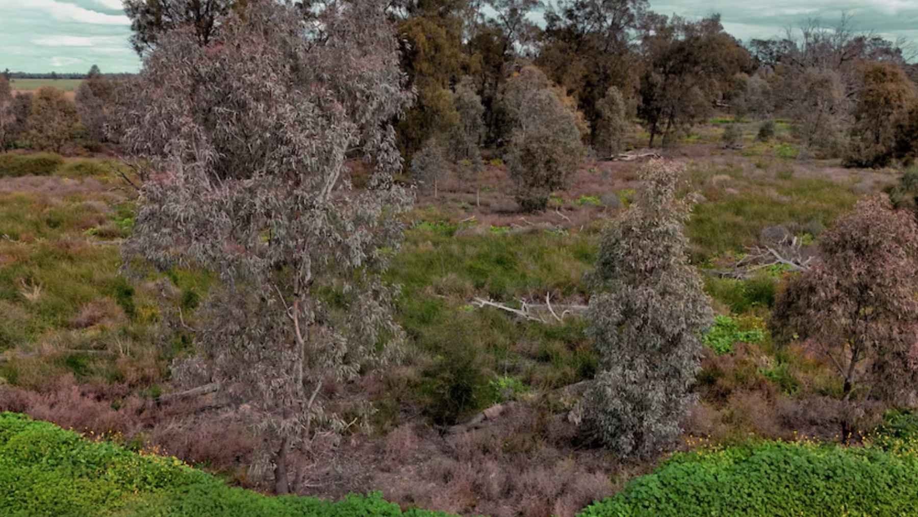 566-year-old coolabah “matriarch” tree in the Gwydir Wetlands, NSW, studied for five centuries of climate and flood history