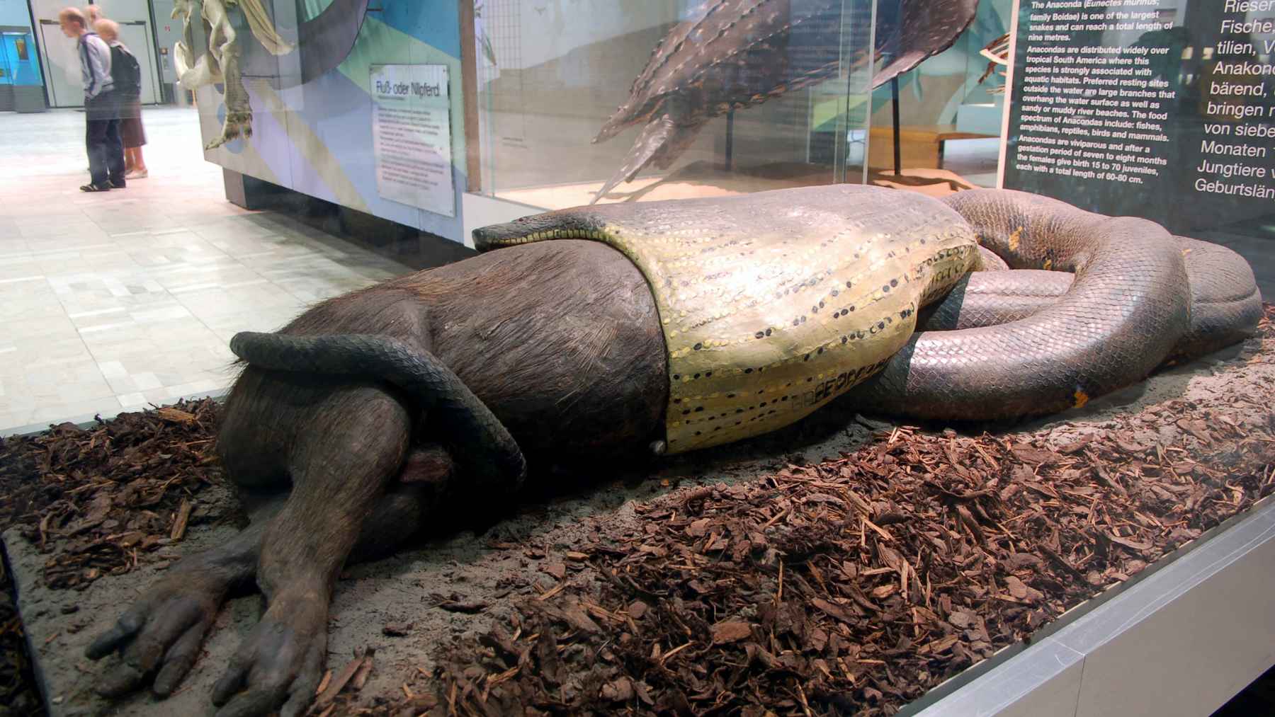 Museum display of an Amazonian anaconda constricting a capybara, illustrating the giant snake’s size and feeding behavior