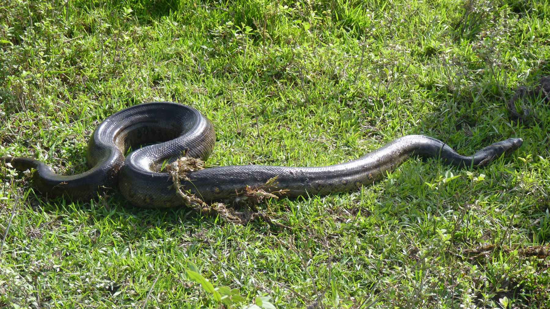 Amazonian anaconda species whose fossils show maximum size reached 12.4 million years ago during the Miocene