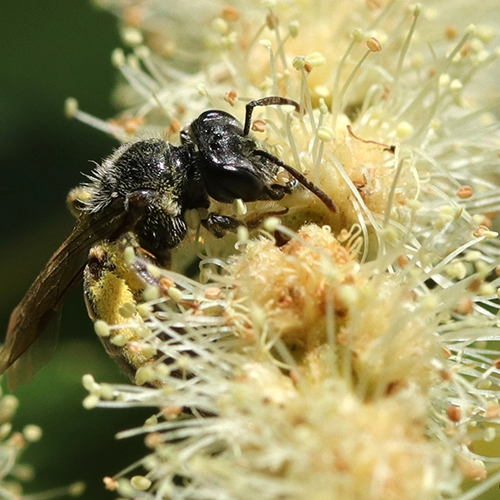 It looked like a normal bee in an orchard, but after a few seconds, a scientist realized she was seeing something that almost no one had ever seen in that area before 1 Macro photograph of Andrena rehni, the chestnut mining bee, collecting pollen from a blooming American chestnut flower in Central New York