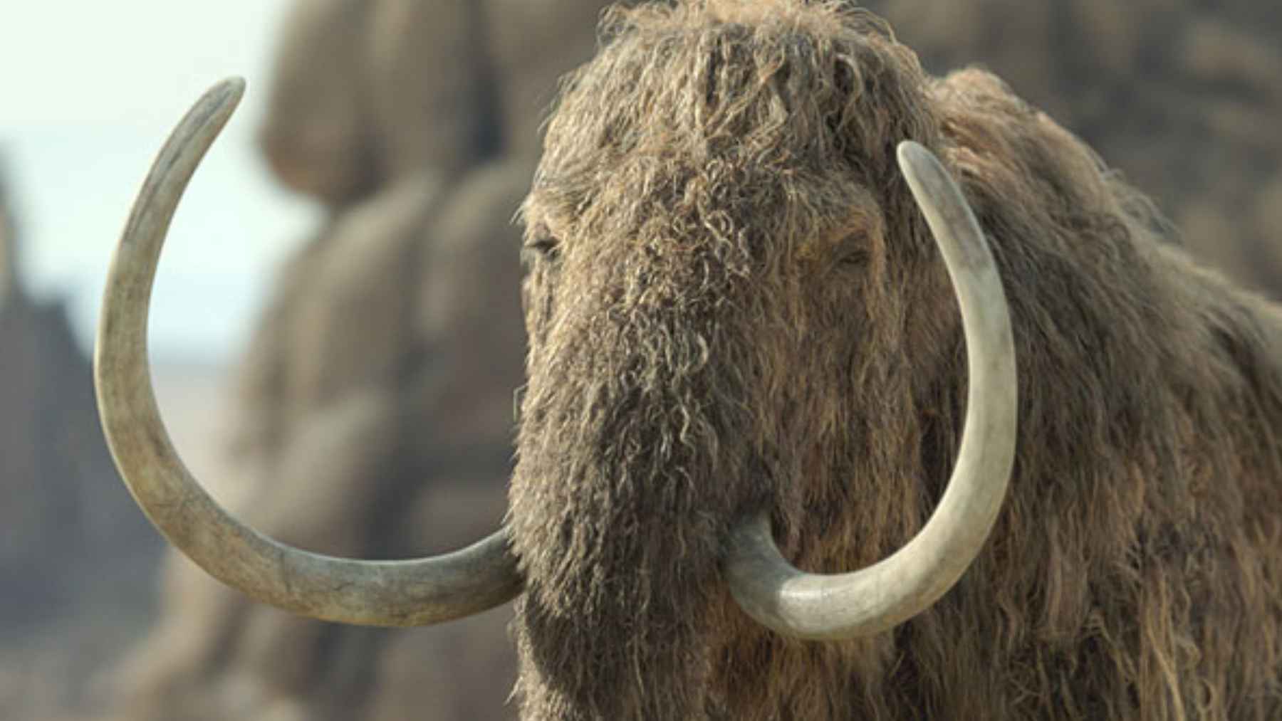 Woolly mammoth with long curved tusks, a heavyweight used to model how slow giant animals could move