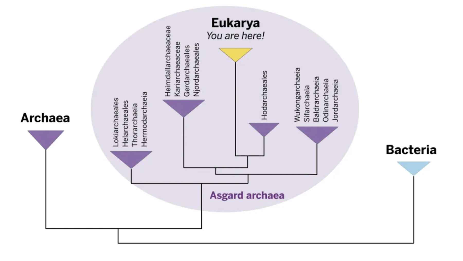 Phylogenetic tree showing Eukarya emerging from within Asgard archaea, alongside Archaea and Bacteria