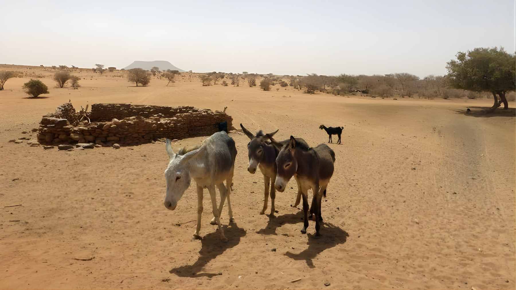 Wild donkeys standing on a dusty desert road near a dryland waterhole, showing the animals that are being culled in Australia’s outback.