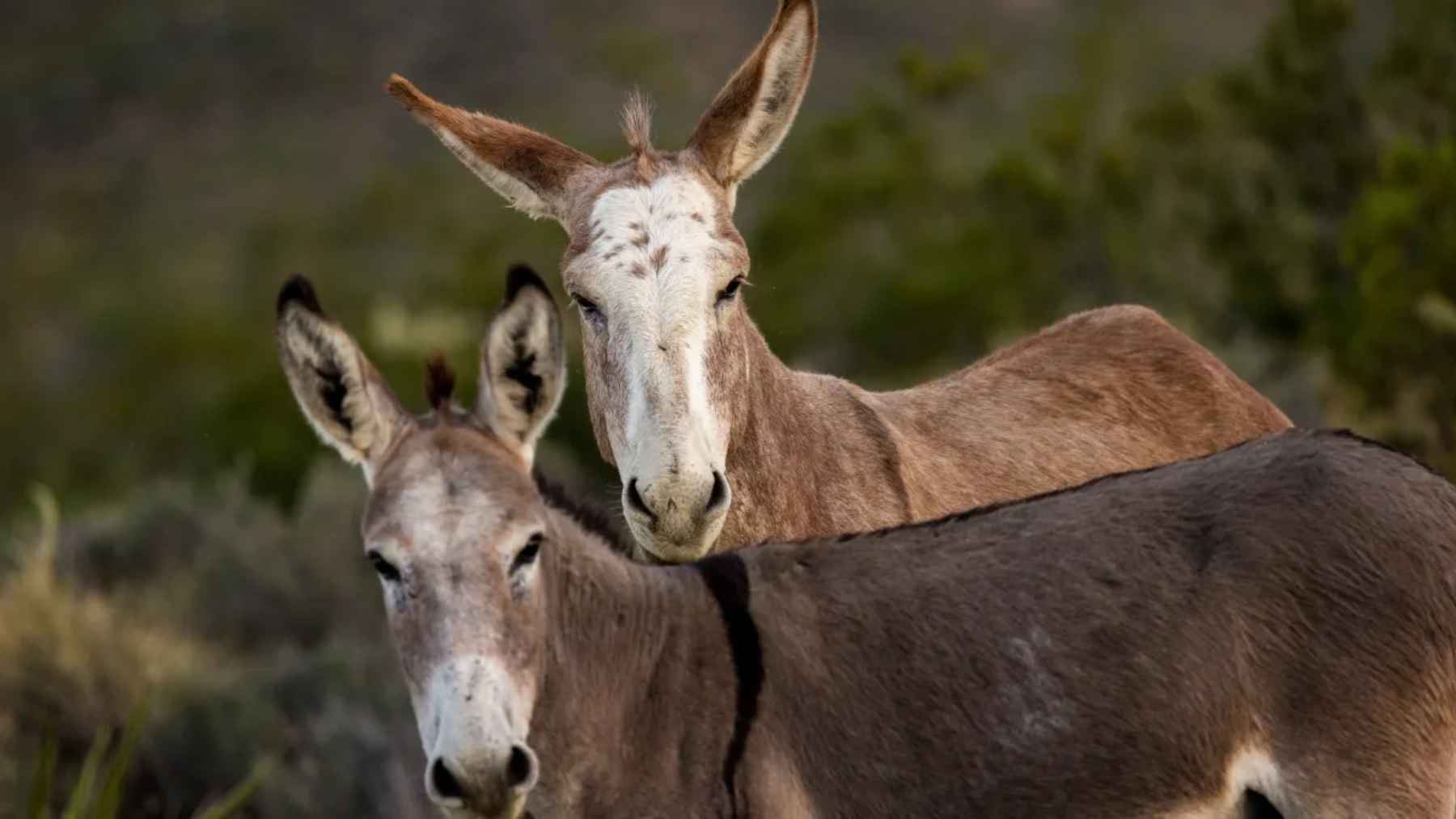 Donkey standing near a dry waterhole in the Australian outback