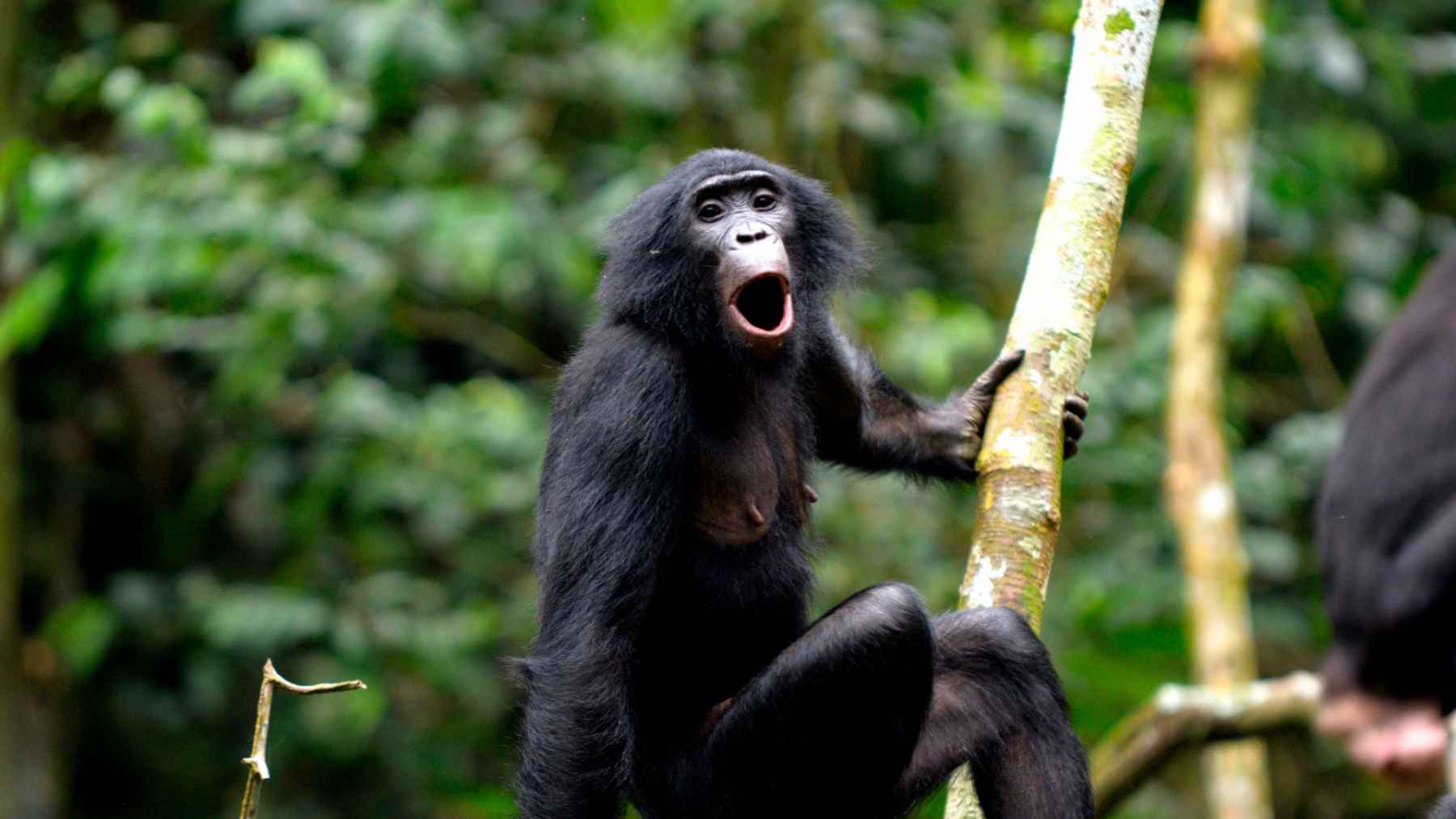 A bonobo vocalizes while gripping a tree branch in a rainforest, capturing the kinds of calls researchers analyzed for meaning.