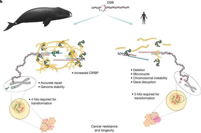 Scientific diagram comparing bowhead whale and human DNA repair, highlighting increased CIRBP levels and genome stability
