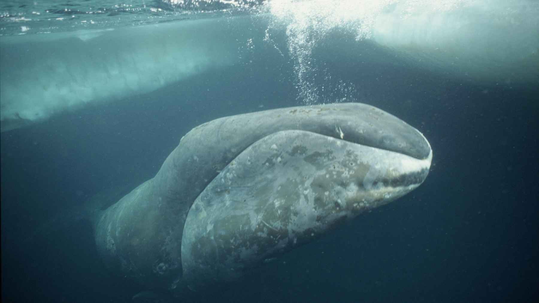 Bowhead whale swimming in Arctic waters, species studied for extreme longevity and DNA repair
