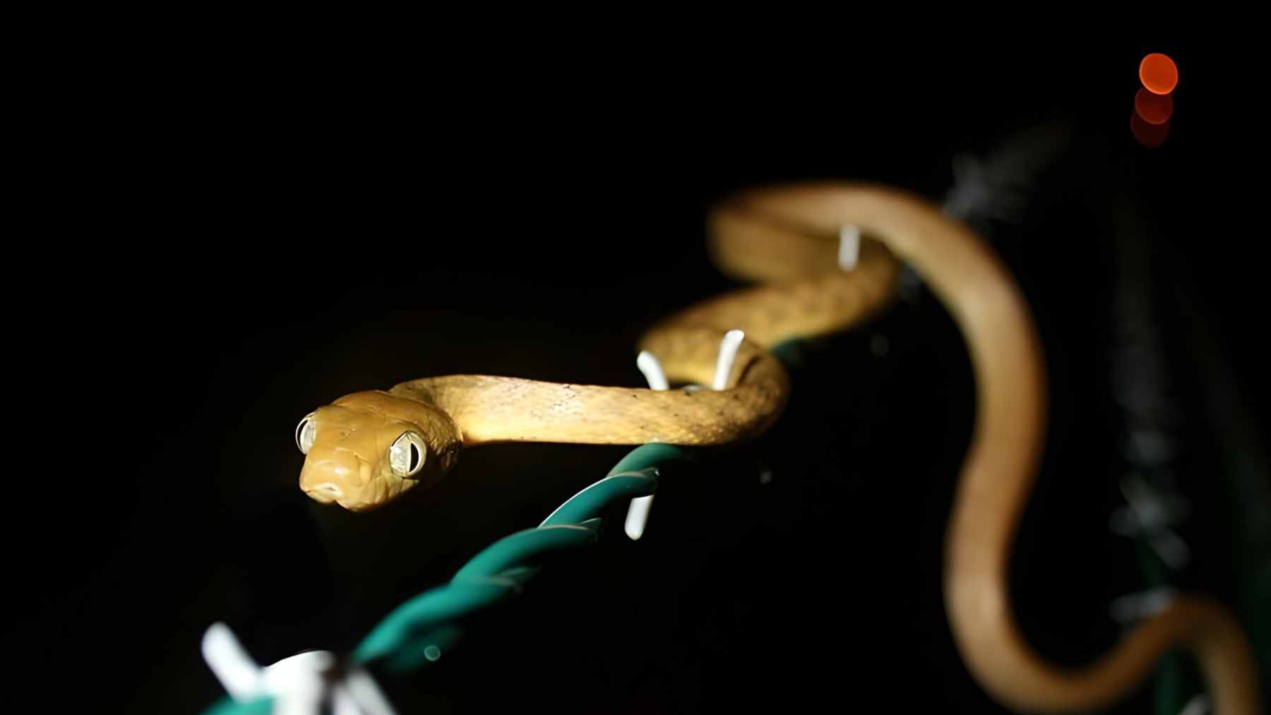 An invasive brown tree snake on a wire at night in Guam, a species blamed for wildlife losses and repeated power outages.
