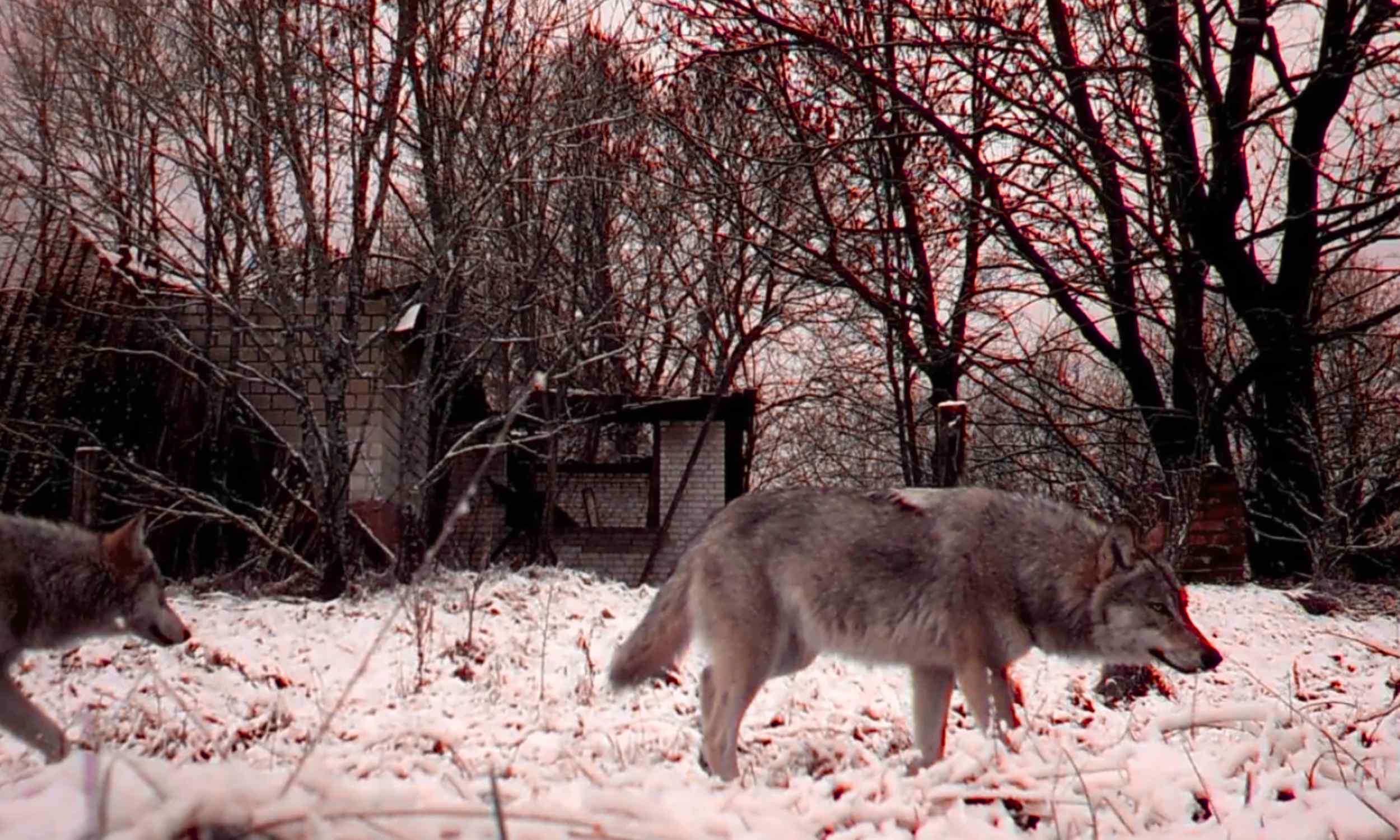 Gray wolf walking through snow near an abandoned building in the Chernobyl exclusion zone