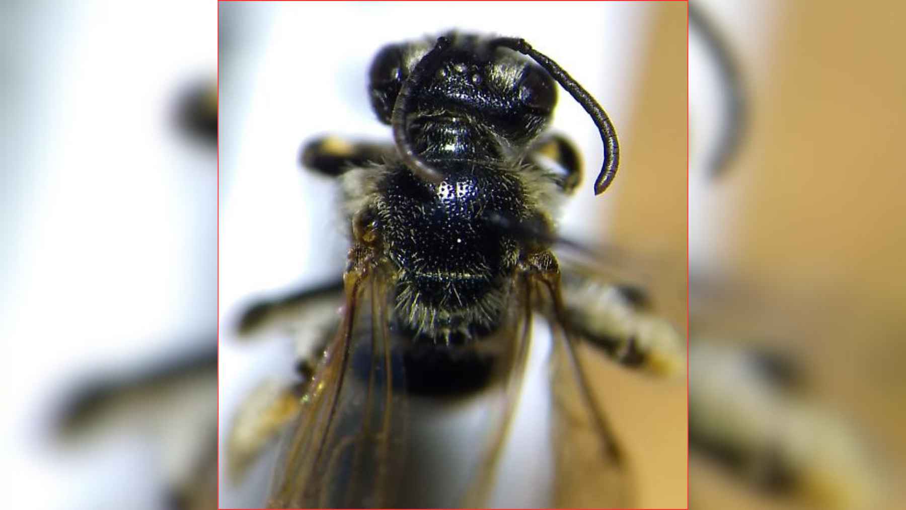 Close-up of the chestnut mining bee (Andrena rehni), a rare native pollinator rediscovered in New York.
