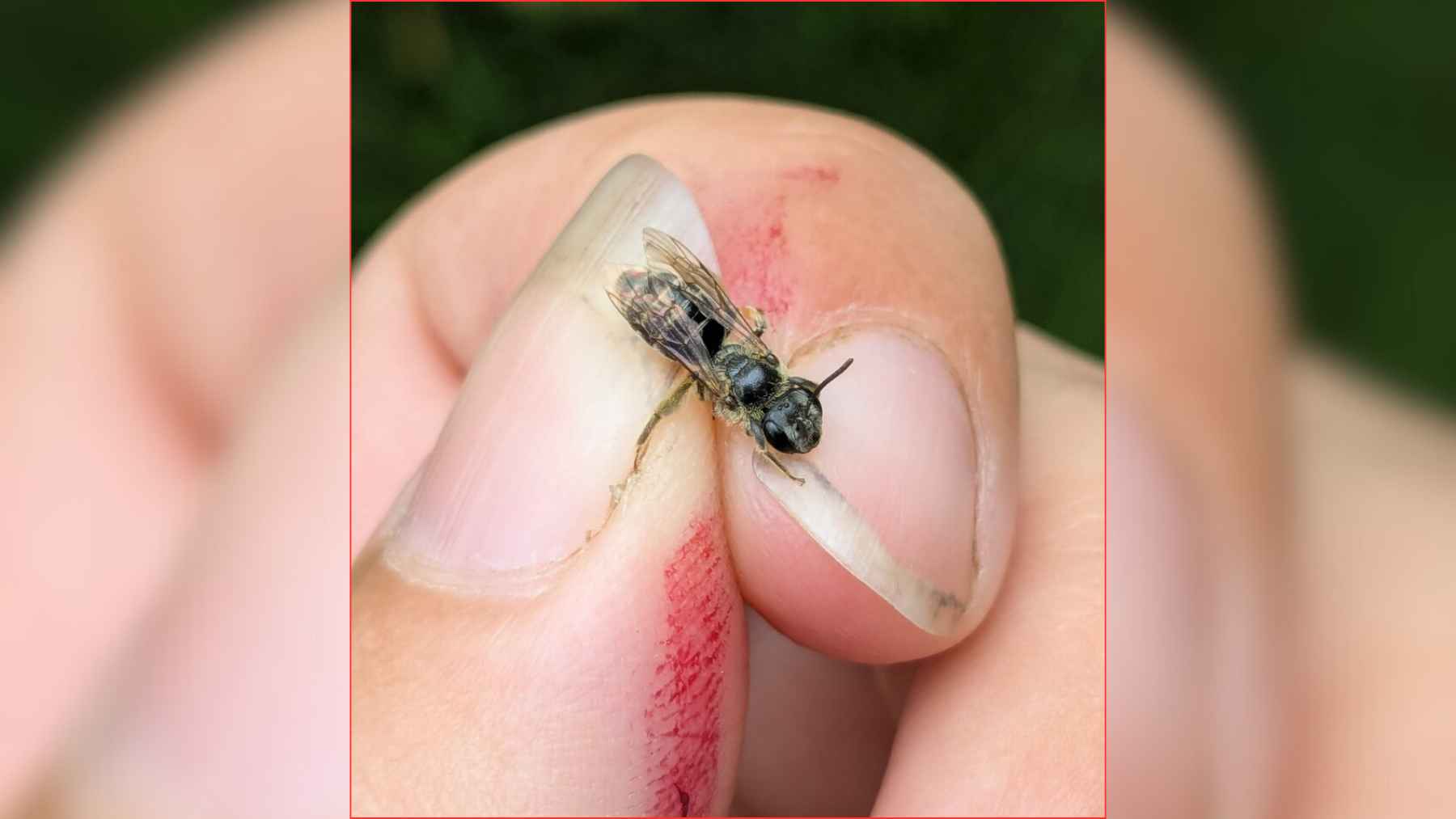 Chestnut mining bee (Andrena rehni) held between a biologist’s berry-stained fingers in Syracuse, New York.