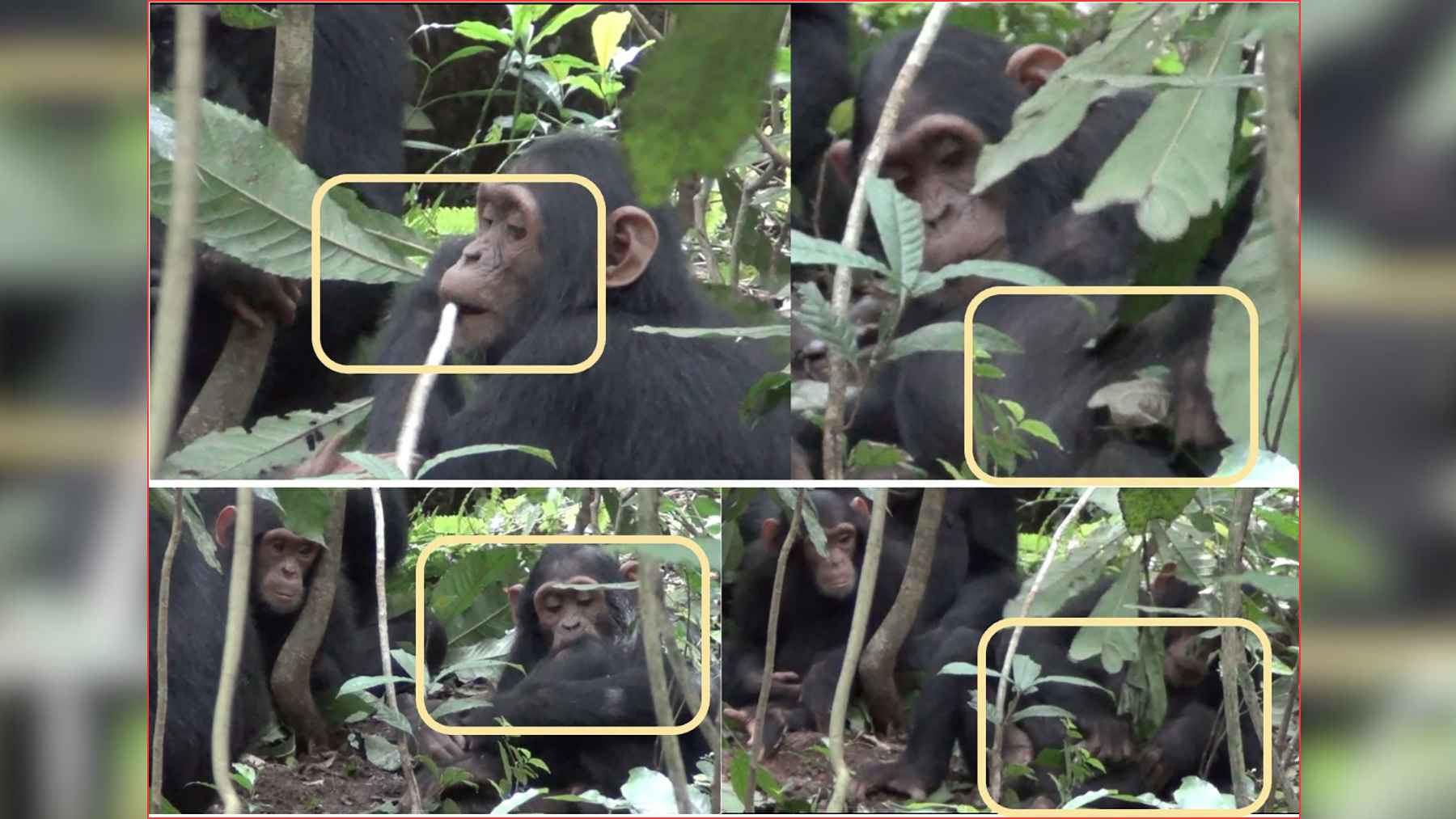 Chimpanzees in a forest are shown in a research image as they handle leaves and appear to treat wounds during observed first-aid behavior.
