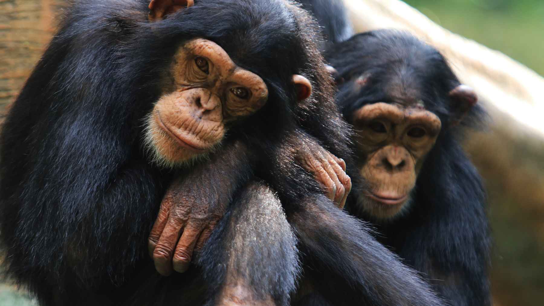 Two chimpanzees sit close together in the forest, a species scientists observed using medicinal plants to treat wounds.