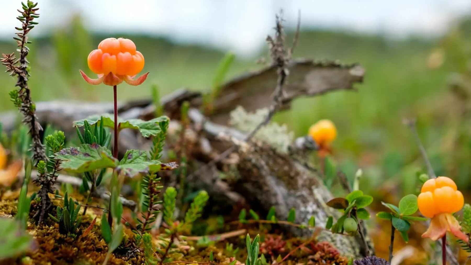Ripe orange cloudberries growing in an Arctic bog surrounded by moss and tundra vegetation.