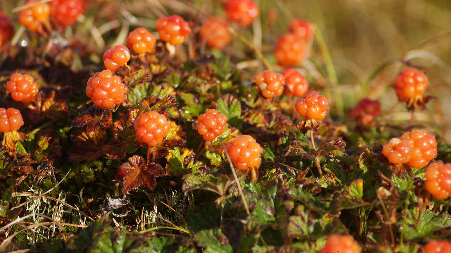 Ripe cloudberries growing in an Arctic bog, the octoploid berry studied for its complex hybrid genome.