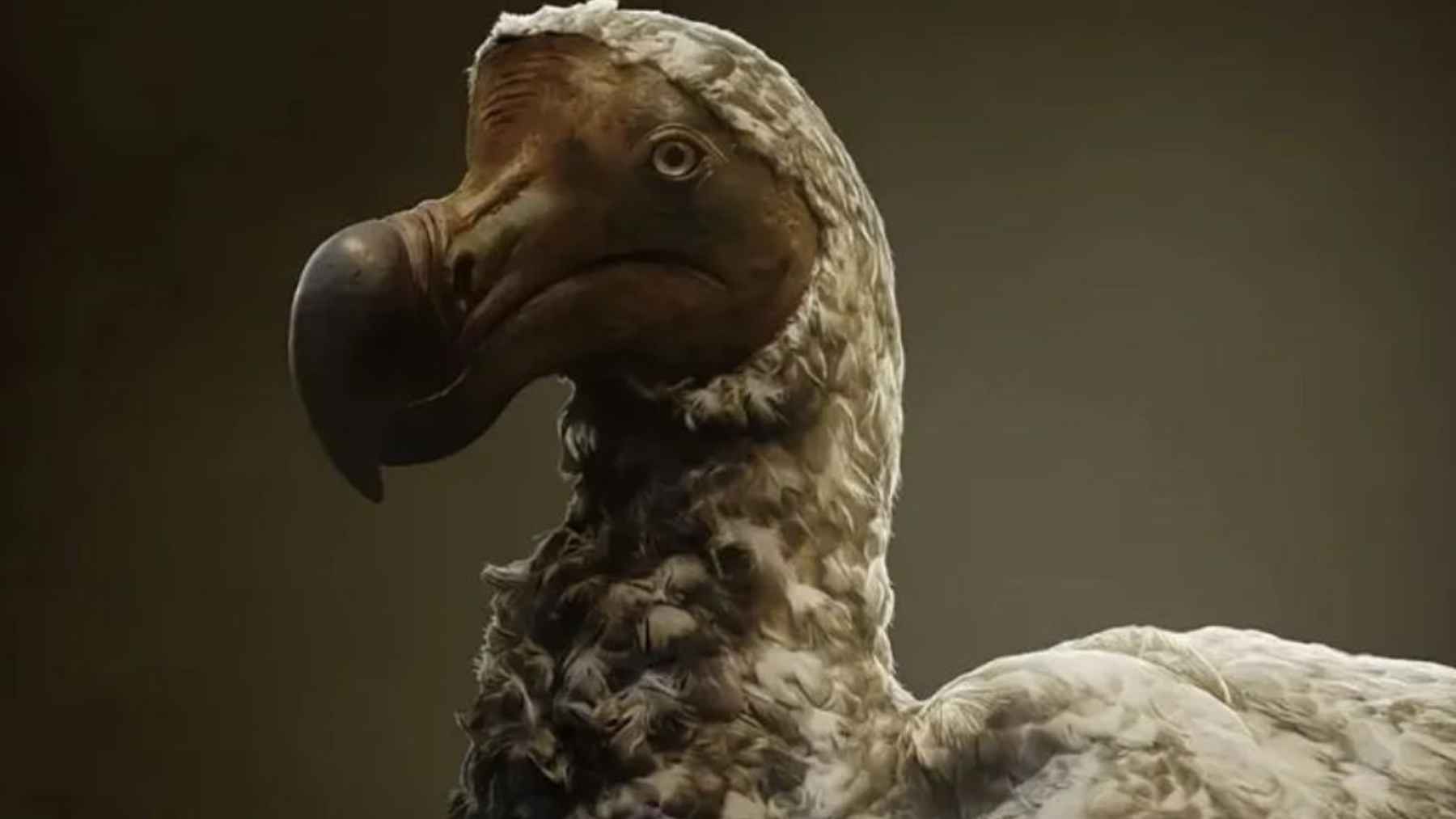 Close-up illustration of a dodo, the extinct flightless bird scientists aim to recreate through gene editing